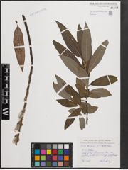 Foto von Salix cinerea L. x Salix viminalis L.